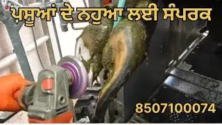 #cowhoof  #viralvideos #cow #views_viral_video_subscribers_grow #viralshorts #dairyfarm #viewers