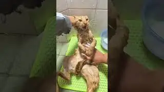 Cat Bathing, Obedient Cat's Confusing Behavior, Orange Cat Recording, Cat Forced to Operate in D
