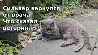 Сильвер вернулся от врача / Что сказал ветеринар