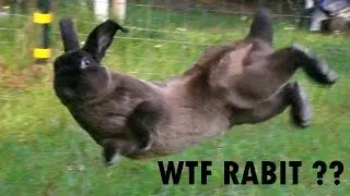 WTF GAMES 2016 - Rabit Binkies Y8 MAGICOLO