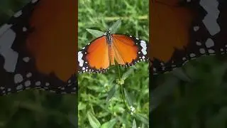 🦋 Butterfly drinking nectar from a flower through its proboscis |💐 Natural Beauty| Butterfly ASMR