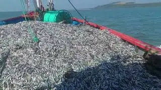 Tarli Fishing in Deep Arabian Sea | Aaarya Aaarya  | Fishermen Full happy Honnavar 