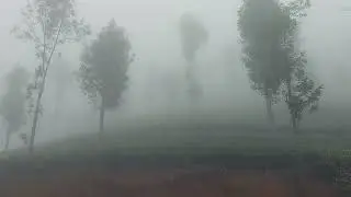 #ooty #mist
