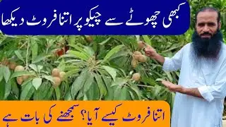 Chiku Farming || How To Grow Sapota Chiku Plant ||@ATCOrganic