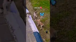 best friends always ❤️ 💓  | kittens playing #kittenplaytime #kittenplaying #kitten #goviral #shorts