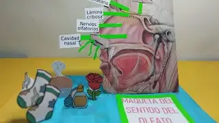 MAQUETA DEL SENTIDO DEL OLFATO MUY FACIL DE HACER