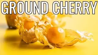 GROUND CHERRY