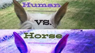 Human Vision VS. Horse Vision