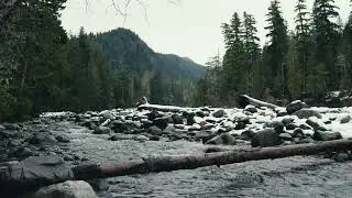3 Hour Flowing Stream in the Evergreens🌲| Ambience/Sleep