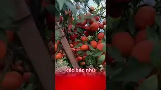 #caytrong #kythuatcaytrong #caycanh #camcanh