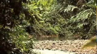 Olio di palma - Green - Documentario completo