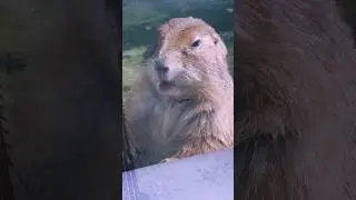 #停下來聽聽  甲方說話不能同情 #吉吉哈的熊 #詩
