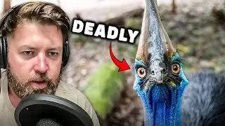 This is The World's Most Dangerous Bird