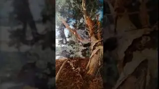 Spider feeding video / Deinopis sp. catch a fly