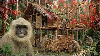 These Monkeys Are SMARTER Than You Think... What They Built Will SHOCK You!