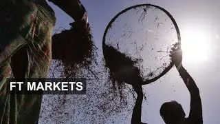 Should you invest in commodoties? | FT Markets
