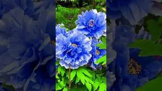 Blue peony flowers #amazingflowers #gorgeous #flowers #shorts