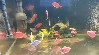 Relaxing Aquarium Fish Tank Sounds no music