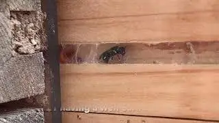 Hairy yellow face bee nesting