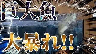 総額数十万円の魚を寄付してもらったので死ぬ気で輸送しました