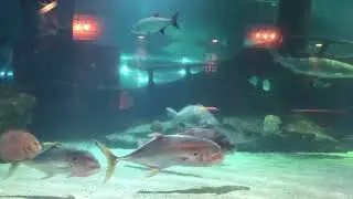 Cleveland Aquarium Shark Encounter