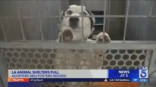 Adopters Wanted: L.A. animal shelters full