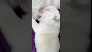 White Puppy Sleeping and Drinking Milk🥛