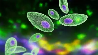 María Eugenia Francia: Investigación sobre toxoplasmosis