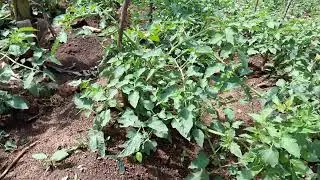 Amazing growth of ansal f1 at  38 days tomatoes 🍅