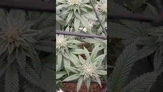 Mid flower #acinfinity #grow