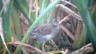 Spotted Crake Greylake somerset.