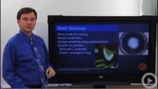 Plant Structure