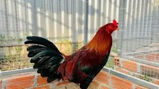 30/12..top3 e gà tơ tầm trung ae hop lh:@373.836.628.#huunguyenbentre#traiga#chicken#thucung#traiga