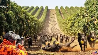 Wild Boars Ravage Mango Farm – Farmer Fights Back in an Intense Chase!