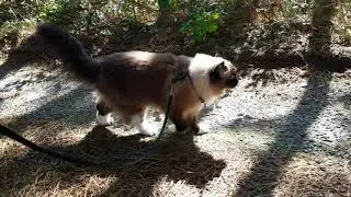 Ragdoll cat UgoChan walking to pick up newspapers, Cape Cod.