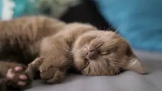 The cat is tucking me into bed 1 hours