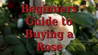 Beginners Guide to Buying a Rose Plant