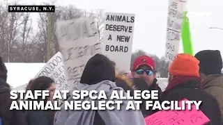 CNY SPCA faces staff walkout over alleged neglect and poor conditions