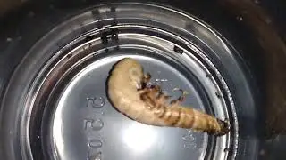 Super worm pupating