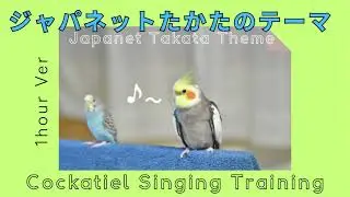 JAPANET TAKATA THEME &ndash; 1 Hour Whistle Loop for Parrots