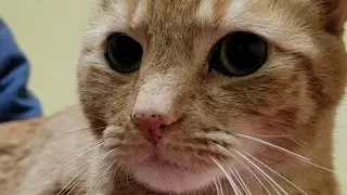 Missing cat found 1,400 miles from Florida home, police say