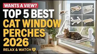 Top 5 Best Cat Window Perches | Cozy Spots for Cats to Relax 2026