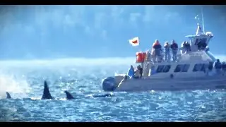 A Land-based View of Orcas, and Boats Tracking Them, When DFO Patrol Vessels Are Nowhere to Be Found