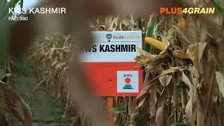 KWS KASHMIR - Hibrid za zmagovalce