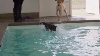 Luxury Pet Resort