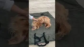 Hundetrick ROLLE beibringen (So geht's richtig 🐶)