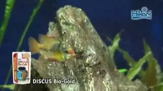 Hikari - Discus Bio Gold Fish Food | Big Al's