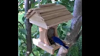 Bluebird Feeder:  The key to getting BLUEBIRDS to use a house.