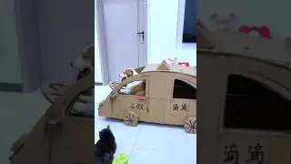 Собака становится водителем в милом приключении на картонной машинке 🚗🐶 #шорты