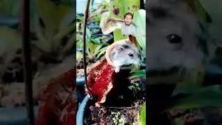 This Pitcher plant ate my Hamster 😅&hearts;️ #trending